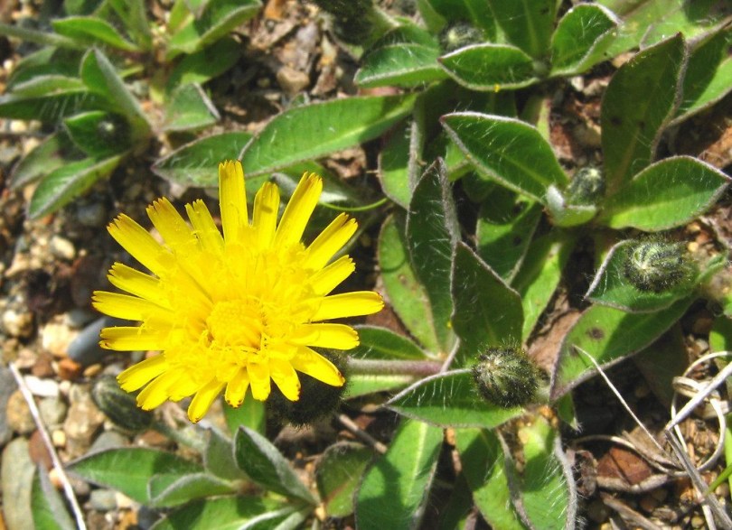 Ezüstös hölgymál, Hieracium pilosella, etnobotanika